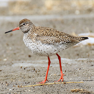 Common Redshank